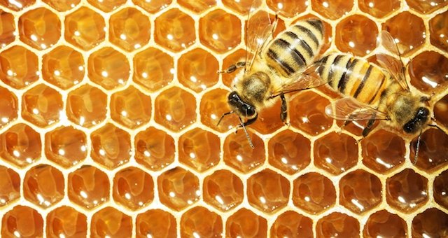 Nigeria gears up to begin bee exportation by 2018